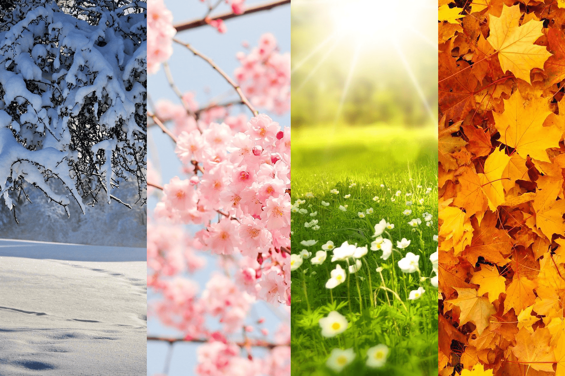 four seasons